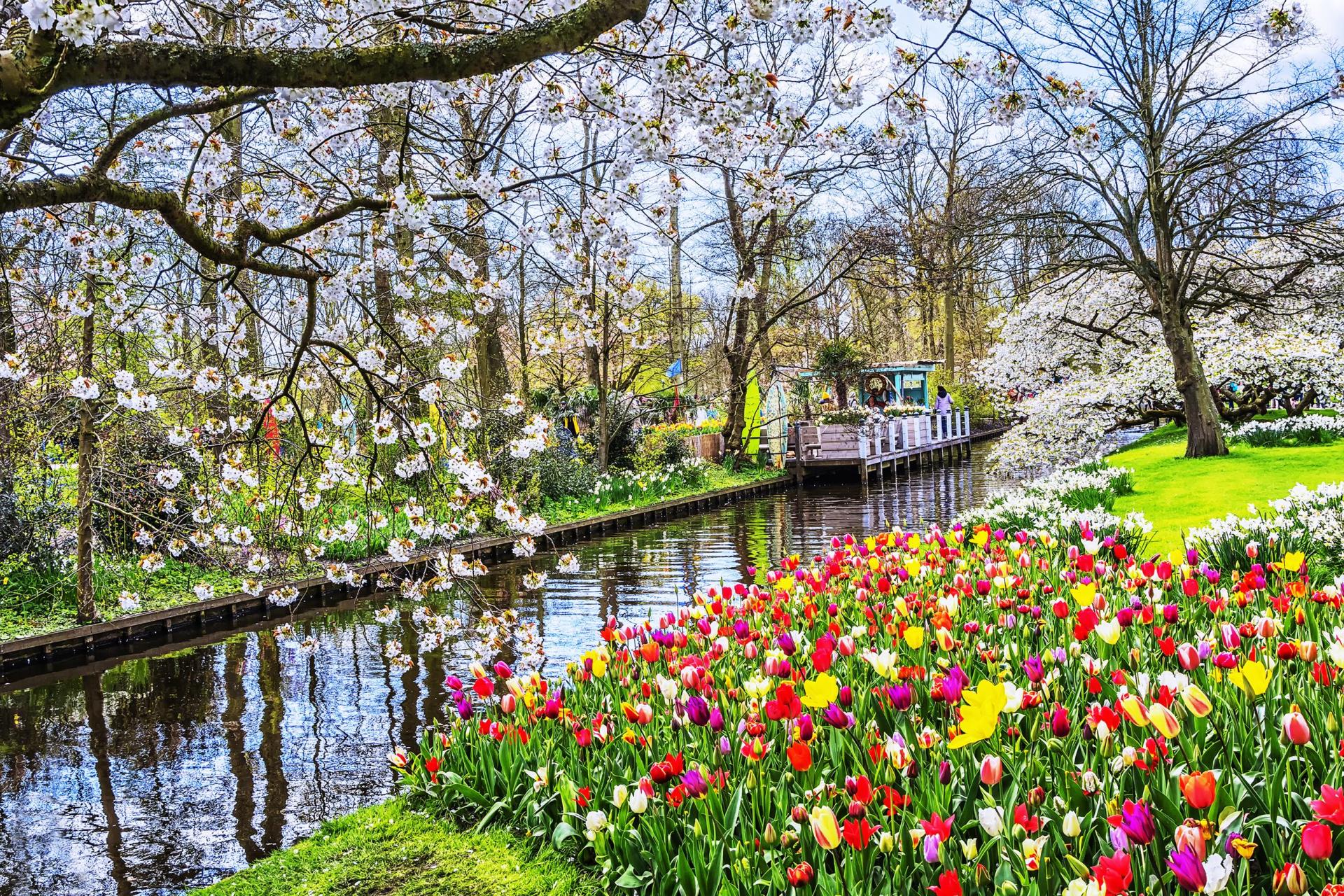 Голландия и парк цветов Кёкенхоф - не проводится